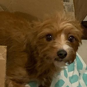 Meet your Posher, Jacob